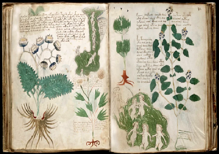 Il Mistero del Manoscritto Voynich: il libro che nessuno sa leggere