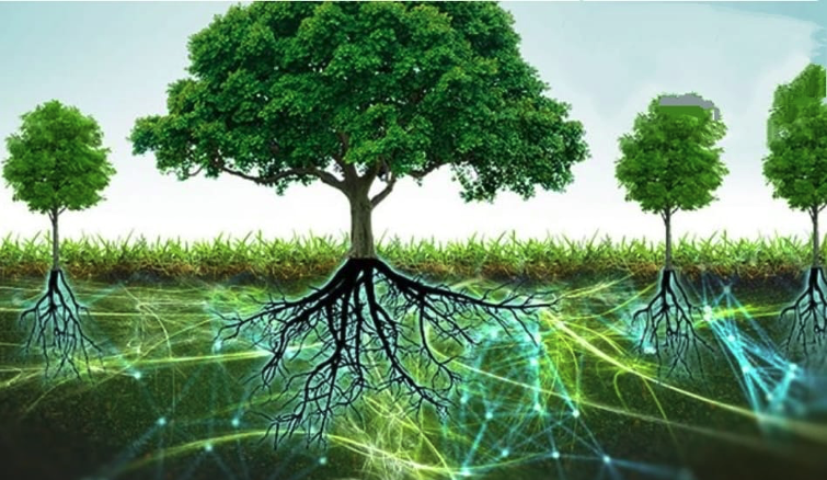 L’ internet degli alberi