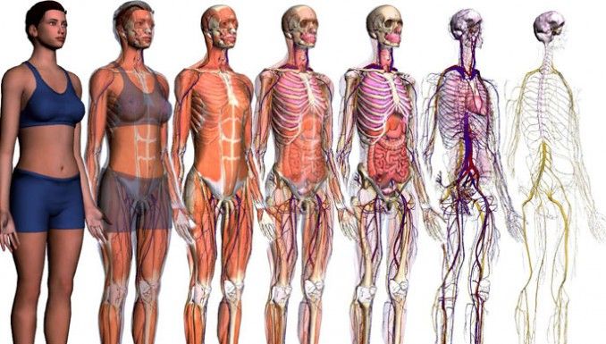 Il corpo umano in 3D, dal browser